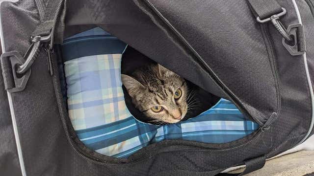 Bomb squad responds to suspicious package that turns out to be a bag of kittens