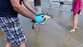 Houston Zoo releases rehabilitated cold-stunned turtles into Gulf