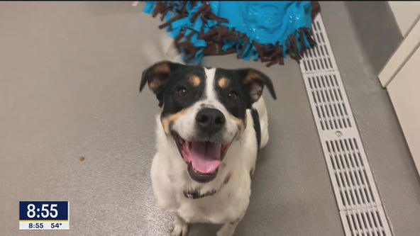 Dog of the Day: Luna