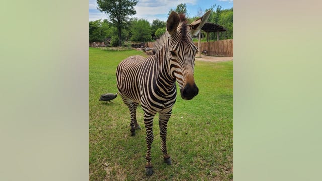 Dallas Zoo’s ‘shy but sweet’ zebra with a ‘silly side’ dies from head injury