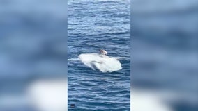 Seagull hitches ride on sunfish off California coast