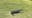 Play through? South Carolina golfers consult rule book after ball lands squarely on alligator's back