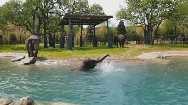 New elephant habitat opens at Fort Worth Zoo