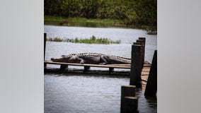 Gators spotted at Lake Worth in Fort Worth