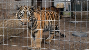 Feds seize 68 big cats from Oklahoma animal park featured in 'Tiger King'