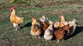 Plano residents now allowed to own backyard chickens