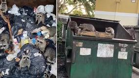 Truck driver rescues family of raccoons stuck in Bradenton dumpster