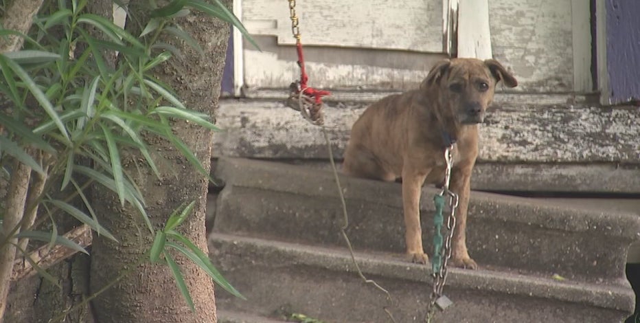 New Texas bill will set stricter rules for dogs left tied outside