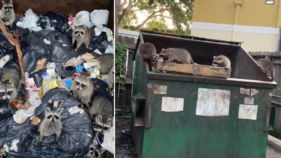 trash panda raccoon rescue split