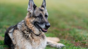 Champ, the Biden's older German Shepherd, dies at the White House