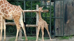 Voters choose name of iconic Texas brand for Fort Worth's newest baby giraffe