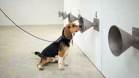 Dogs can sniff out COVID-19 with up to 94% accuracy, study finds