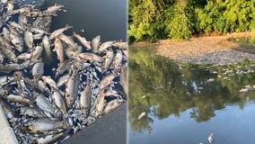 More than 50,000 dead fish found floating in Kansas City stream