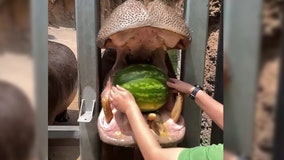 Hungry hungry hippo: San Antonio Zoo residents get watermelon treats