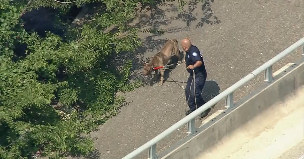 14-year-old girl seriously injured in Fort Worth dog attack | FOX 4 ...