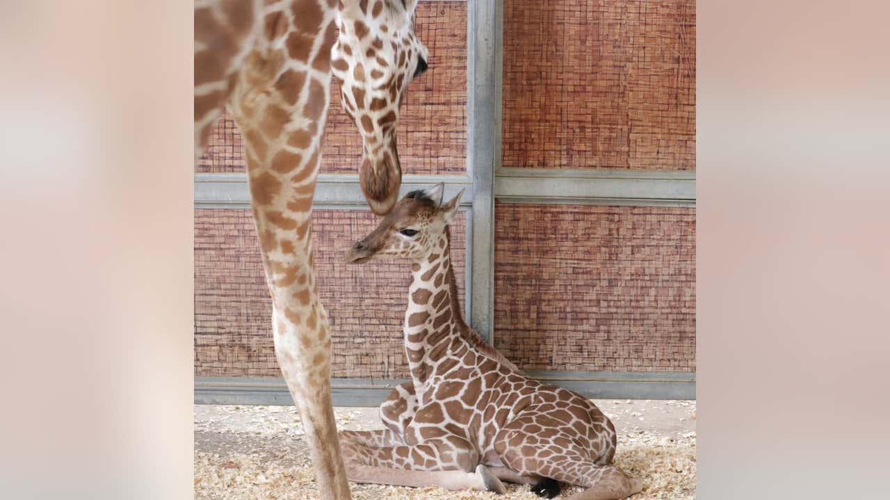 Download Dallas Zoo Giraffe Gives Birth On July 4th