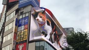 Futuristic giant 3D cat appears over Tokyo billboard