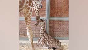 Dallas Zoo giraffe gives birth on July 4th