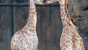 Fort Worth Zoo welcomes 2 more baby giraffes