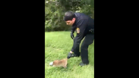 Video shows police officer rescuing raccoon with can on its head