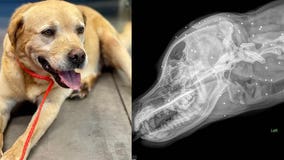 Orlando rescue caring for dog with nearly 100 pellets in head, neck