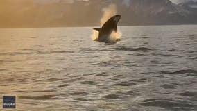‘Very exciting’: Killer whale caught on camera by Alaskan boaters