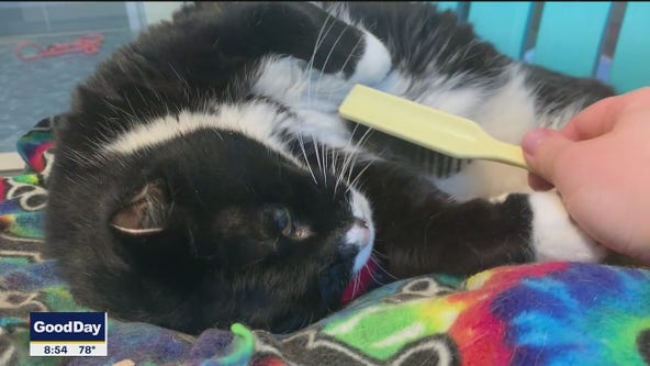 Pet of the Day: Shoeshine