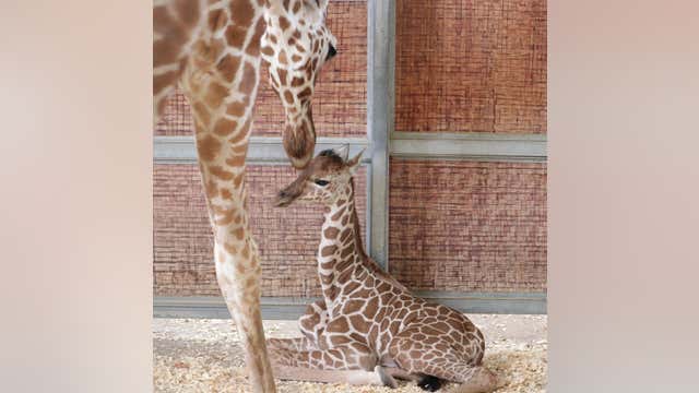 Dallas Zoo giraffe gives birth on July 4th