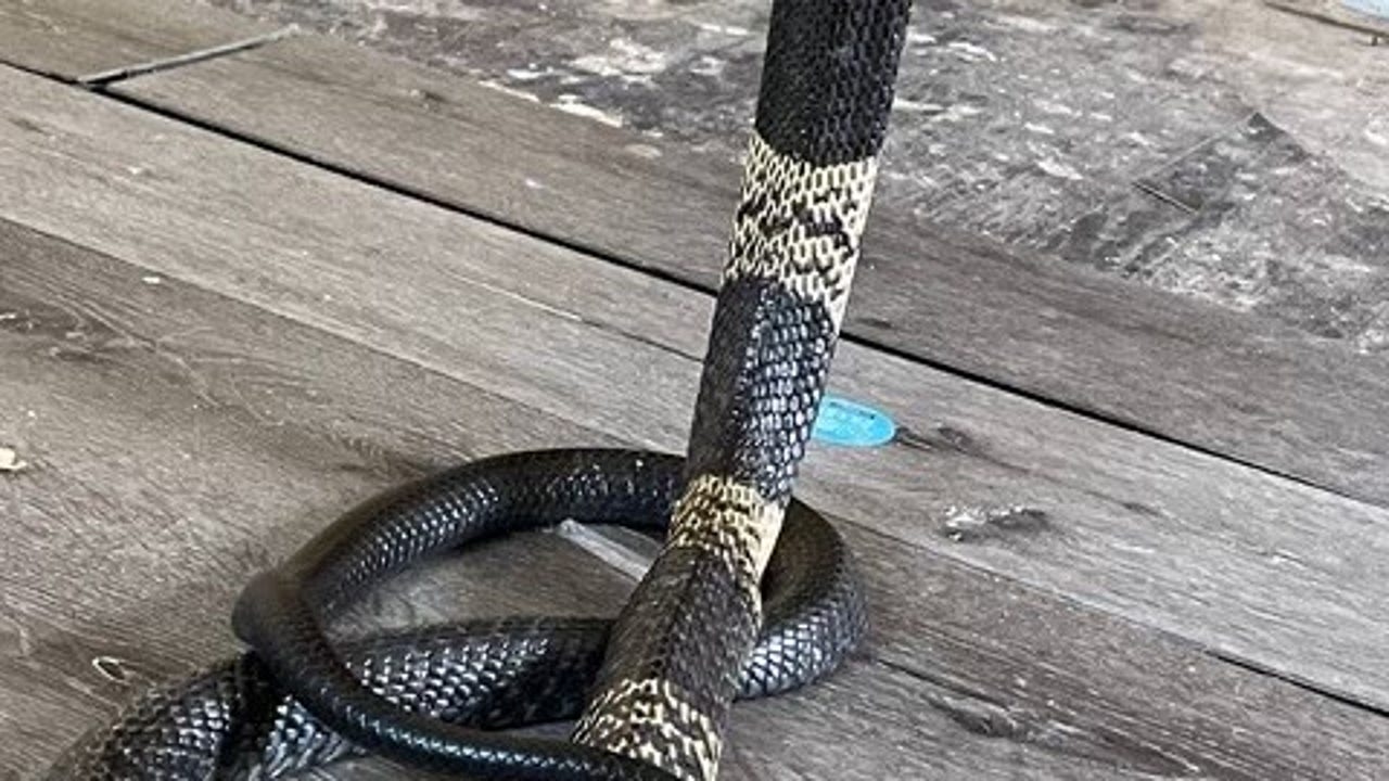 The Grand Prairie cobra escaped one year ago, it still has