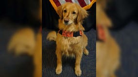 TSA’s 2021 Cutest Canine announced: Meet 4-year-old Alona