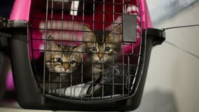 More than 130 pets from Louisiana have arrived at Houston SPCA in preparation for Hurricane Ida