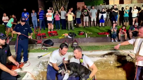 Arlington firefighters rescue deaf senior dog trapped in storm drain