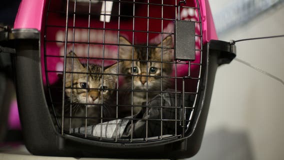 More than 130 pets from Louisiana have arrived at Houston SPCA in preparation for Hurricane Ida