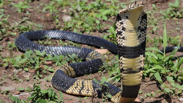 Still no sightings reported as search continues for venomous cobra missing in Grand Prairie