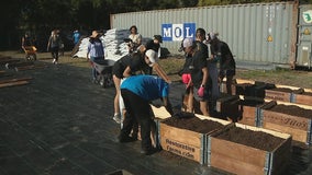 Vacant lot in South Dallas food desert transformed into urban farm for new growers