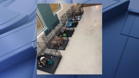 111 dogs rescued from Mesquite home