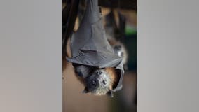 Rabid bat found in Plano