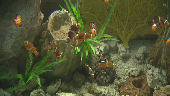 Children's Aquarium Dallas at Fair Park reopens with interactive exhibits