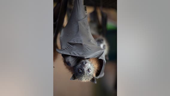 Rabid bat found in Plano