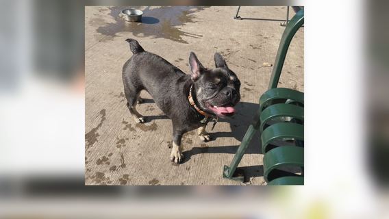 Dallas couple's stolen French Bulldog still missing after teen dognappers caught