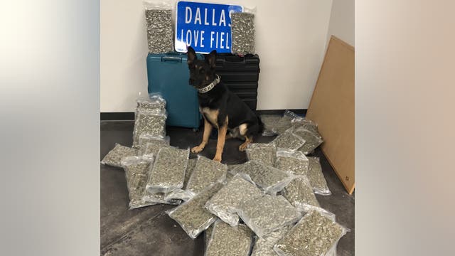 Dallas PD: 42 pounds of marijuana found at Love Field