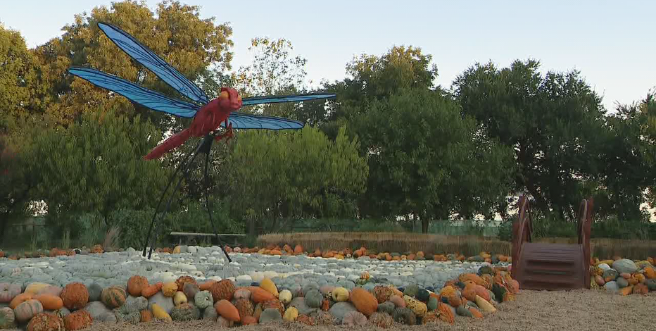 Autumn at the Dallas Arboretum returns with Bugtopia theme