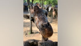 Dallas Zoo mourning 19-year-old giraffe's death