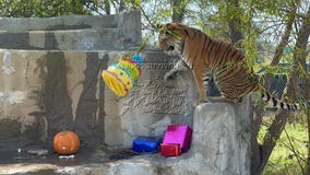 Tiger rescued during Texas winter storm celebrates her first birthday