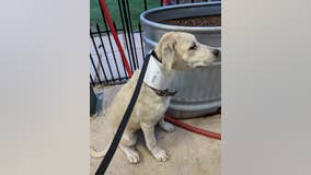 Mansfield city employees rescue puppy stuck in PVC pipe