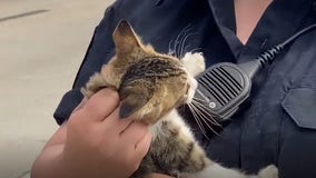 VIDEO: Fort Worth police rescue kitten alongside Texas interstate