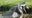 Video shows massive alligator eating other gator whole in South Carolina