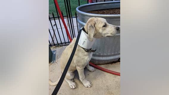 Mansfield city employees rescue puppy stuck in PVC pipe