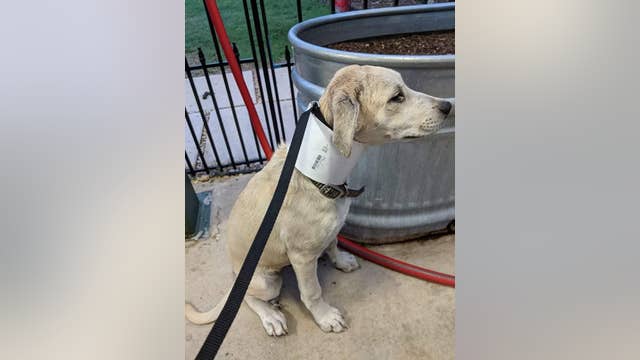 Mansfield city employees rescue puppy stuck in PVC pipe