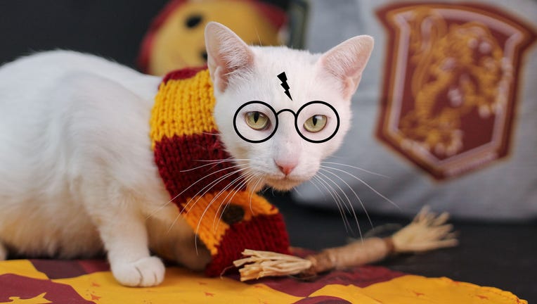 Harry potter cat sales sweater